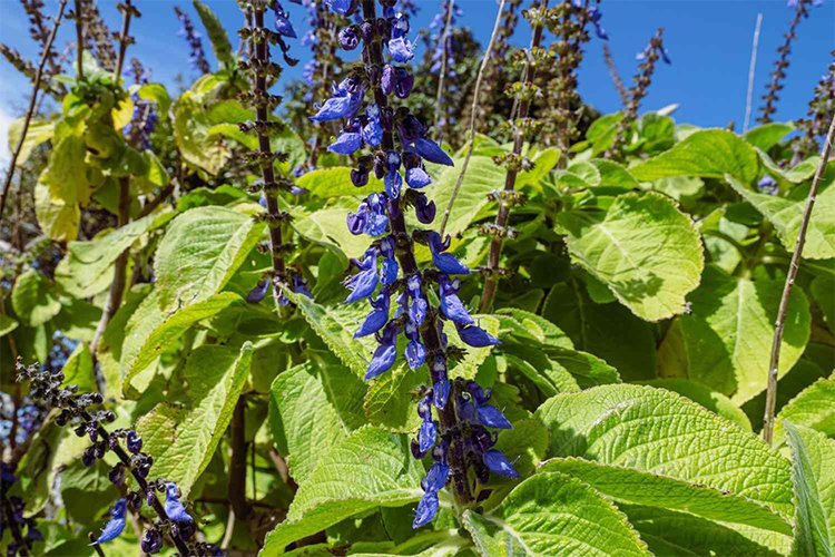 How to Grow and Care for Blue Spurflower