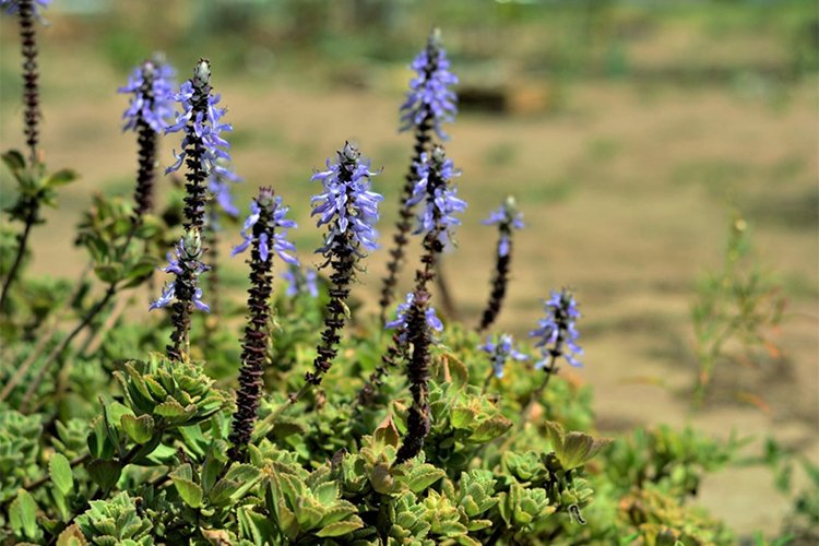 How to Grow and Care for Blue Spurflower