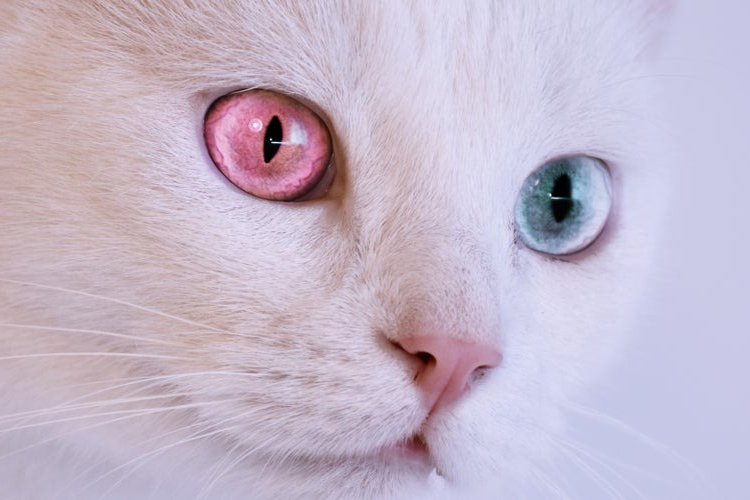 Cats and Their Very Special Eyes