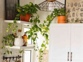 10 Houseplants That Will Thrive in Your Kitchen