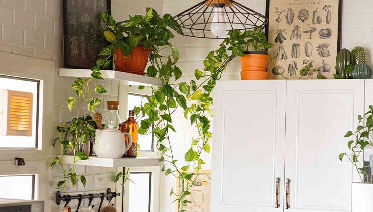 10 Houseplants That Will Thrive in Your Kitchen
