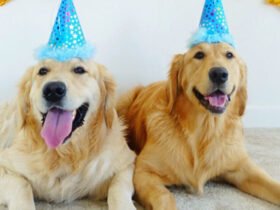 10 Ways to Celebrate Your Dog's Birthday