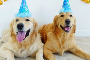 10 Ways to Celebrate Your Dog's Birthday