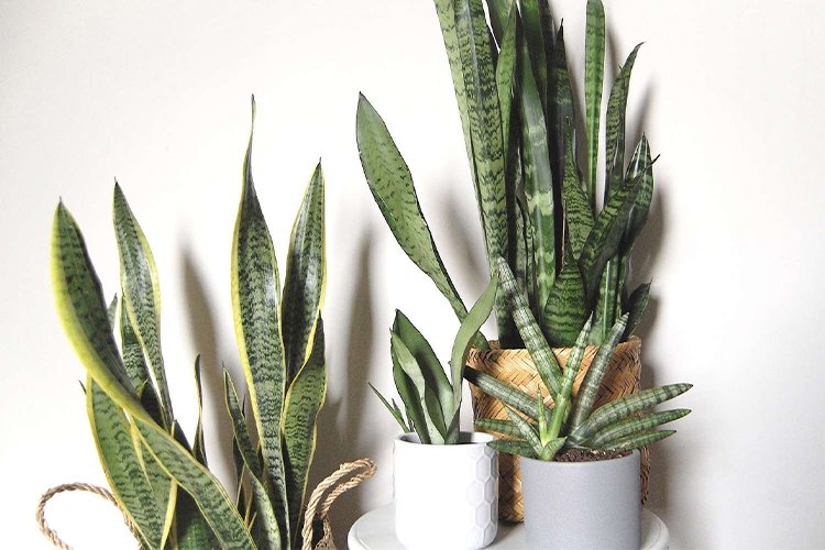 10 Houseplants That Will Thrive in Your Kitchen