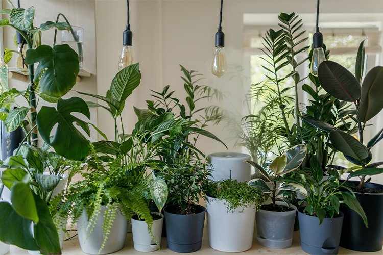 10 Houseplants That Will Thrive in Your Kitchen
