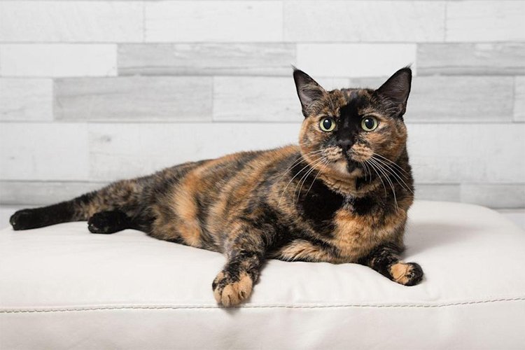 8 Fascinating Facts About Tortoiseshell Cats