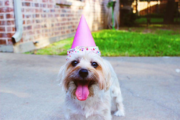 10 Ways to Celebrate Your Dog's Birthday