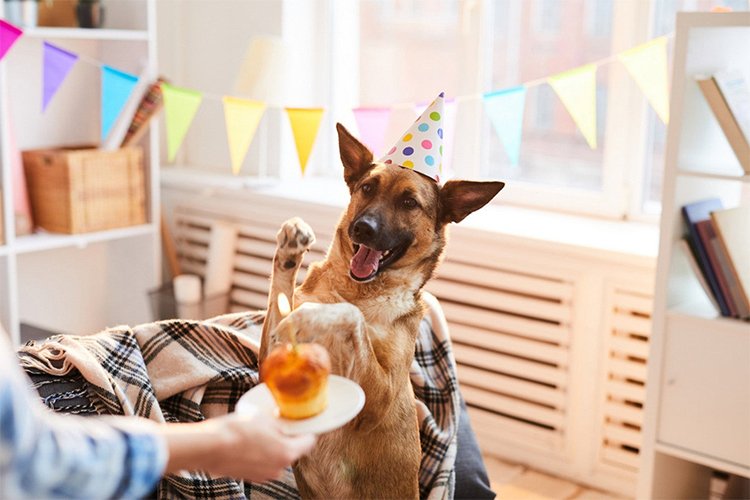 10 Ways to Celebrate Your Dog's Birthday