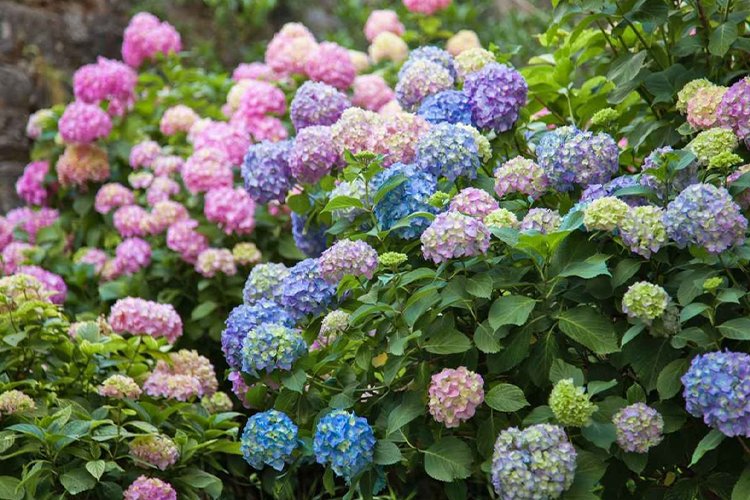 Growing and Caring for Inverted Hydrangeas