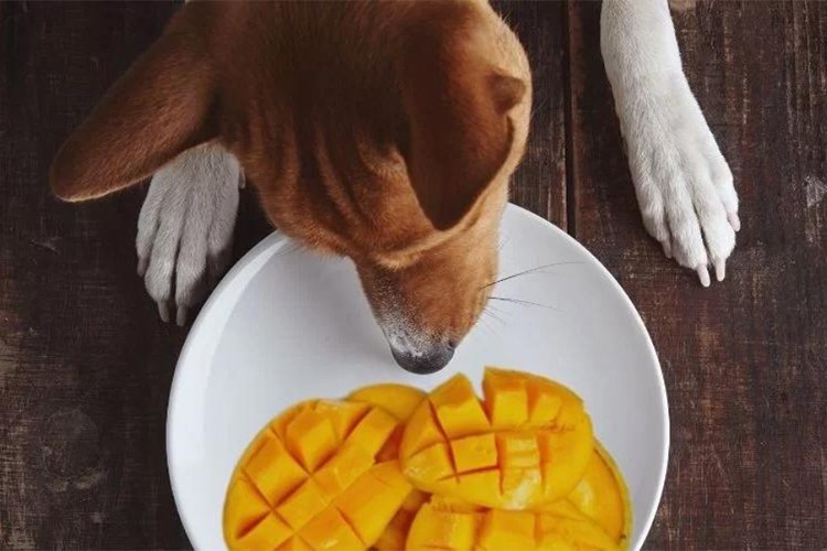 Can dogs eat mango?