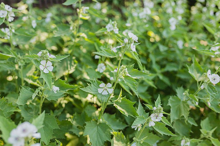 Growing and Caring for Marshmallow Plants