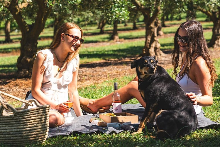 Discover pet-friendly wineries: types, locations and more