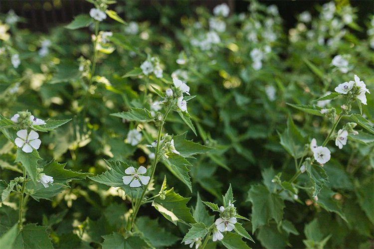 Growing and Caring for Marshmallow Plants