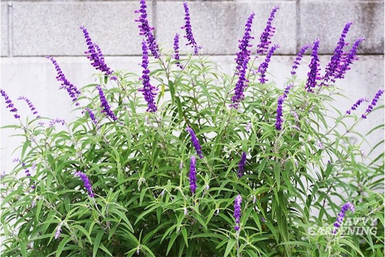 Growing and Caring for Mexican Bush Sage