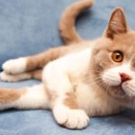 7 Things People Do That Cats Hate