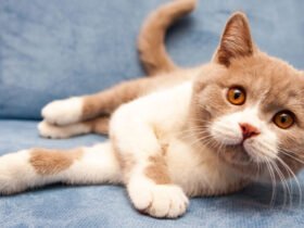 7 Things People Do That Cats Hate