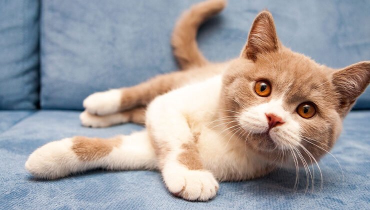 7 Things People Do That Cats Hate