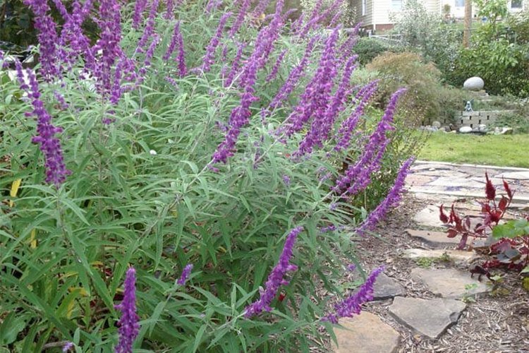 Growing and Caring for Mexican Bush Sage