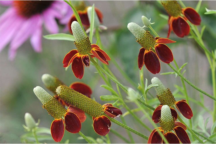 Growing and Caring for Mexican Hatflower (Prairie Coneflower)