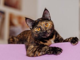 8 Fascinating Facts About Tortoiseshell Cats