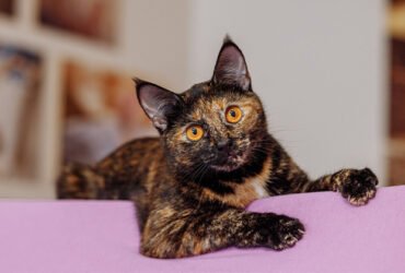 8 Fascinating Facts About Tortoiseshell Cats