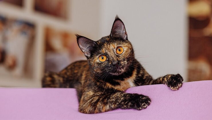 8 Fascinating Facts About Tortoiseshell Cats