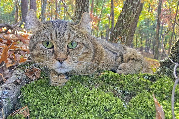 Highlander: profile, characteristics and care of the cat breed