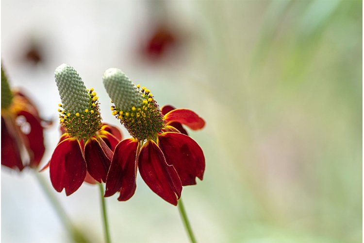 Growing and Caring for Mexican Hatflower (Prairie Coneflower)