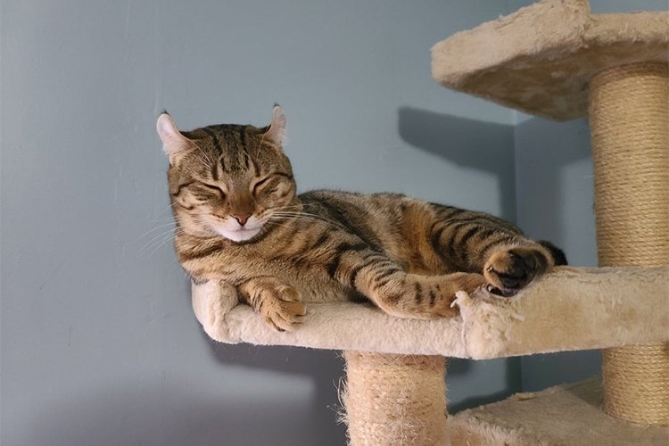 Highlander: profile, characteristics and care of the cat breed