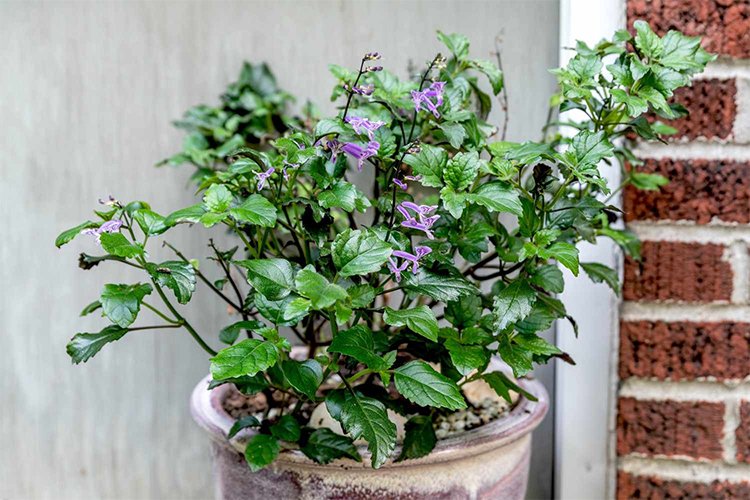 Growing and Caring for 'Mona Lavender' Plectranthus