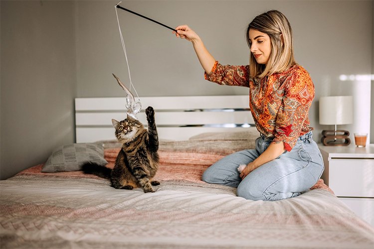 How much exercise do cats need?