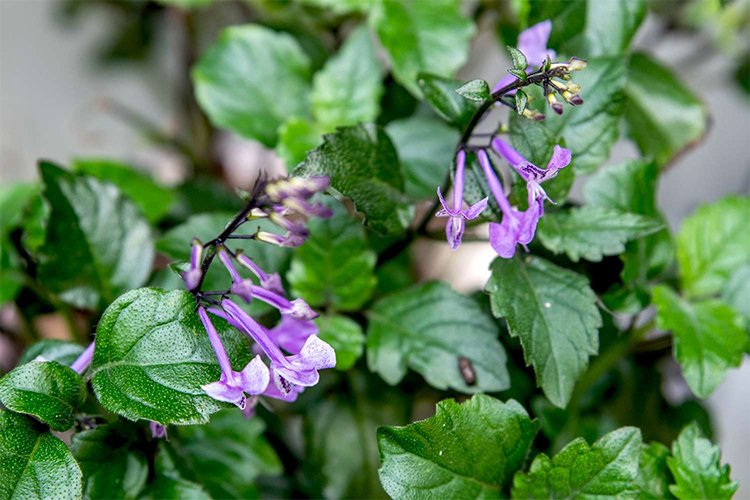 Growing and Caring for 'Mona Lavender' Plectranthus
