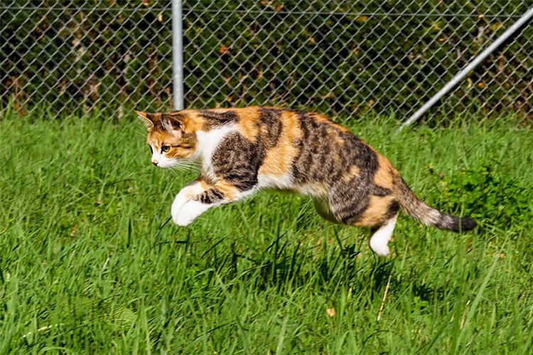 How much exercise do cats need?