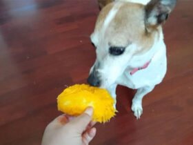 Can dogs eat mango?