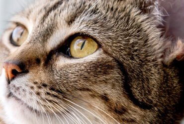 Cats and Their Very Special Eyes