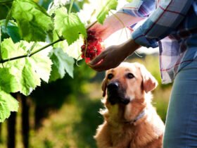 Discover pet-friendly wineries: types, locations and more