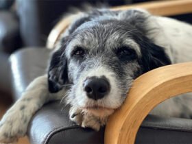 Elderly dementia in dogs
