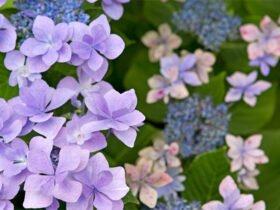 Growing and Caring for Inverted Hydrangeas