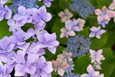 Growing and Caring for Inverted Hydrangeas