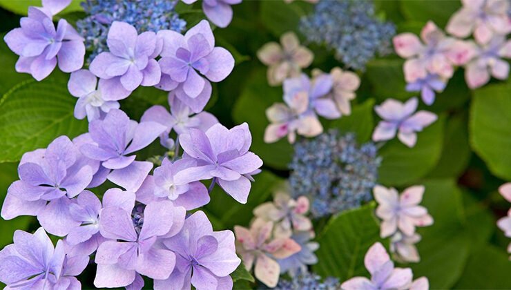 Growing and Caring for Inverted Hydrangeas