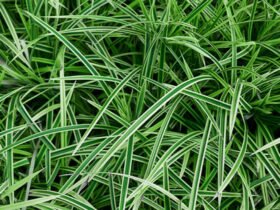 Growing and Caring for Japanese Sedge