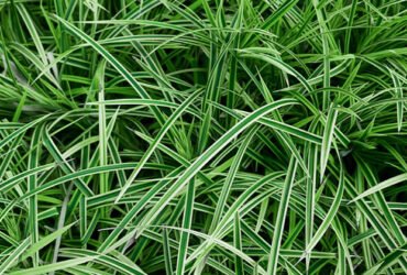 Growing and Caring for Japanese Sedge