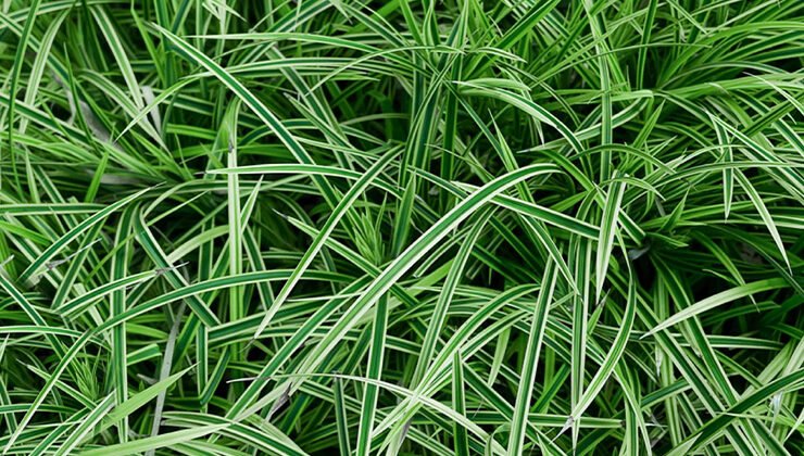 Growing and Caring for Japanese Sedge