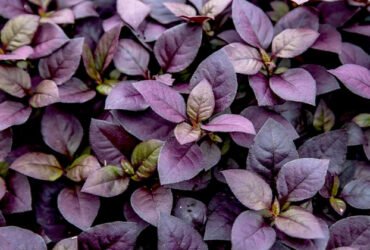 Growing and Caring for Joseph's Coat (Joyweed)