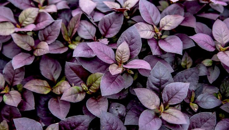 Growing and Caring for Joseph's Coat (Joyweed)
