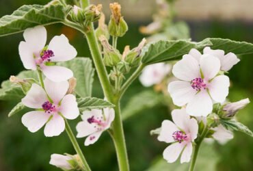 Growing and Caring for Marshmallow Plants
