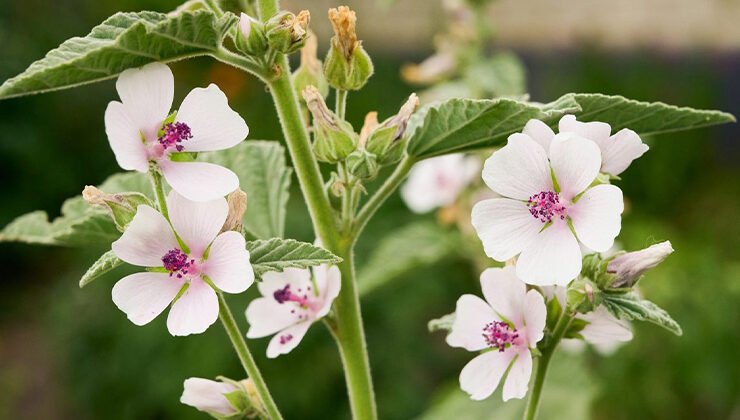 Growing and Caring for Marshmallow Plants