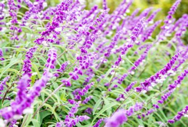 Growing and Caring for Mexican Bush Sage