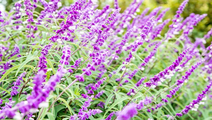 Growing and Caring for Mexican Bush Sage