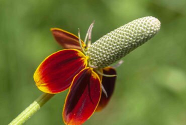 Growing and Caring for Mexican Hatflower (Prairie Coneflower)